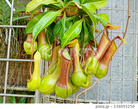 つり下がるウツボカズラの捕虫袋(ネペンテス) つり下がるウツボカズラの捕虫袋(ネペンテス) 138055250