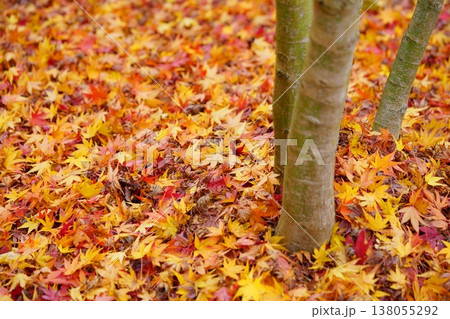 京都正寿院・ハートの窓のお寺・紅葉の庭 京都正寿院・ハートの窓のお寺・紅葉の庭 138055292