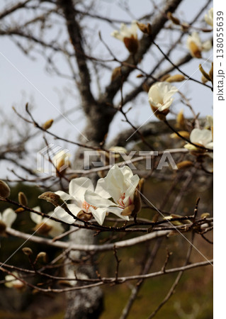 コブシの花 コブシの花 138055639