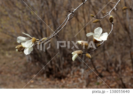コブシの花 138055640
