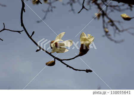 コブシの花 コブシの花 138055641