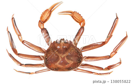 Opilio crab (Chionoecetes opilio). Watercolor illustration snow crab. For seafood restaurant menus. Hand-drawn Matsuba crab on a white background Opilio crab (Chionoecetes opilio). Watercolor illustration snow crab. For seafood restaurant menus. Hand-drawn Matsuba crab on a white background 138055822