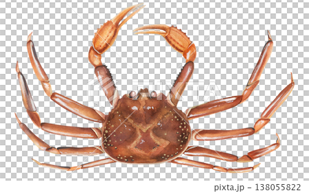 Opilio crab (Chionoecetes opilio). Watercolor illustration snow crab. For seafood restaurant menus. Hand-drawn Matsuba crab on a white background Opilio crab (Chionoecetes opilio). Watercolor illustration snow crab. For seafood restaurant menus. Hand-drawn Matsuba crab on a white background 138055822