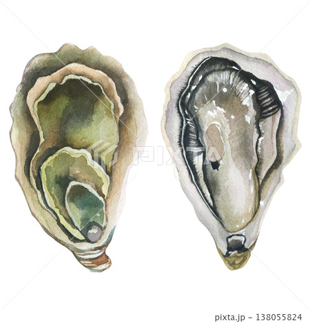 Oysters (Ostreidae). Watercolor illustration on a white background. Seafood print for postcards, menu design, packaging, and restaurant signage. Oysters (Ostreidae). Watercolor illustration on a white background. Seafood print for postcards, menu design, packaging, and restaurant signage. 138055824