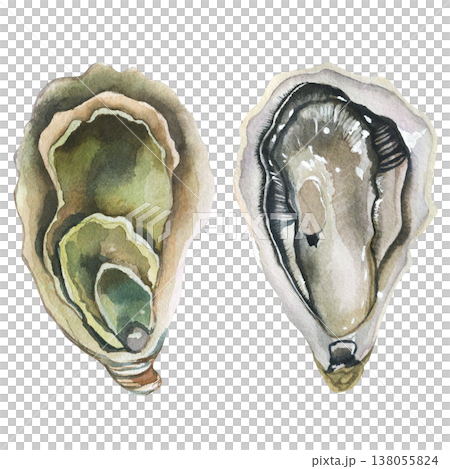 Oysters (Ostreidae). Watercolor illustration on a white background. Seafood print for postcards, menu design, packaging, and restaurant signage. Oysters (Ostreidae). Watercolor illustration on a white background. Seafood print for postcards, menu design, packaging, and restaurant signage. 138055824