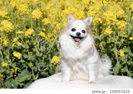 菜の花畑と笑うチワワのサミー 菜の花畑と笑うチワワのサミー 138055828