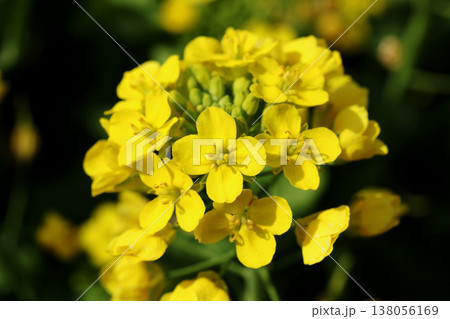 菜の花 138056169