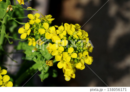 菜の花 菜の花 138056171
