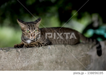 Close up gray cat house is sit down and rest on the old wall near the garden at thailand Close up gray cat house is sit down and rest on the old wall near the garden at thailand 138056195