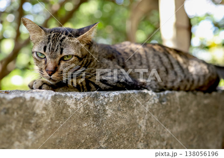 Close up gray cat house is sit down and rest on the old wall near the garden at thailand Close up gray cat house is sit down and rest on the old wall near the garden at thailand 138056196