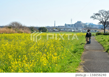 平塚馬入ふれあい公園の菜の花畑を散歩する人々 平塚馬入ふれあい公園の菜の花畑を散歩する人々 138056240