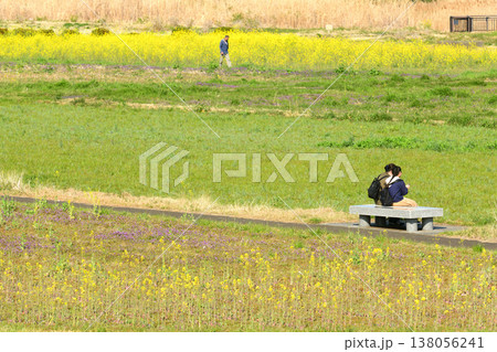 平塚馬入ふれあい公園の菜の花畑を散歩する人々 138056241