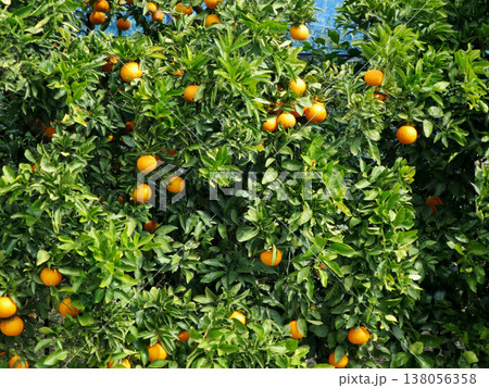 イヨカン 138056358