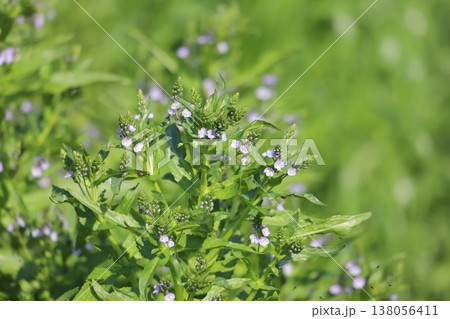 水辺に咲くオオカワヂシャの淡紫色の花 水辺に咲くオオカワヂシャの淡紫色の花 138056411