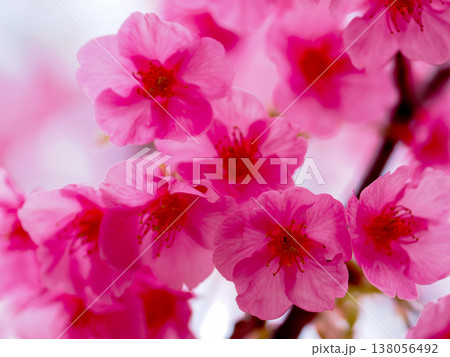 河津桜のある風景 河津桜のある風景 138056492