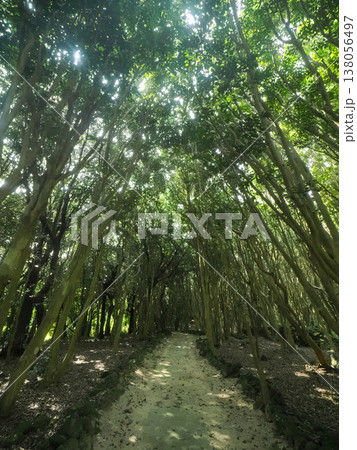 萩市虎ヶ崎の椿群生林の風景 萩市虎ヶ崎の椿群生林の風景 138056497