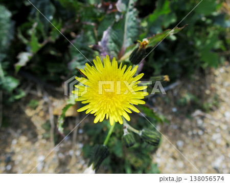 ノゲシの花 ノゲシの花 138056574