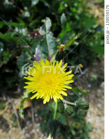 ノゲシの花 ノゲシの花 138056576