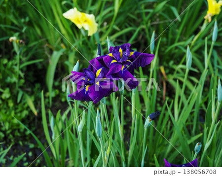ハナショウブ(花菖蒲)のある風景 ハナショウブ(花菖蒲)のある風景 138056708