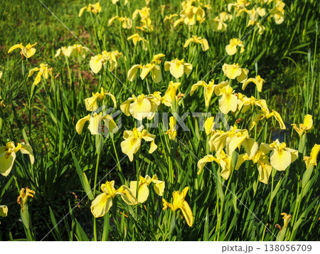 キショウブのある風景 キショウブのある風景 138056709