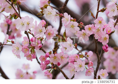 満開の桜 138056731