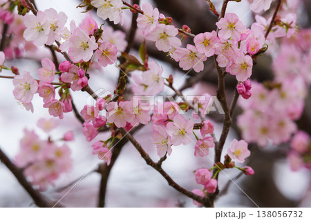 満開の桜 満開の桜 138056732