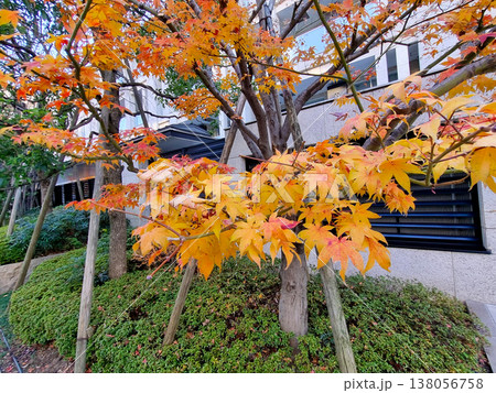 Stunning Japanese maple tree with vibrant yellow and orange leaves in a modern urban garden during autumn. Scenic fall foliage against building architecture. Seasonal landscape in city environment. 138056758