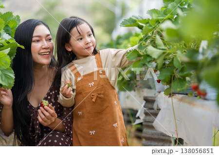 happy woman and preschool child girl picking fresh strawberry together from the plant in farm happy woman and preschool child girl picking fresh strawberry together from the plant in farm 138056851