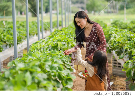 happy woman and preschool child girl picking fresh strawberry together with a wicker basket from the plant in farm 138056855