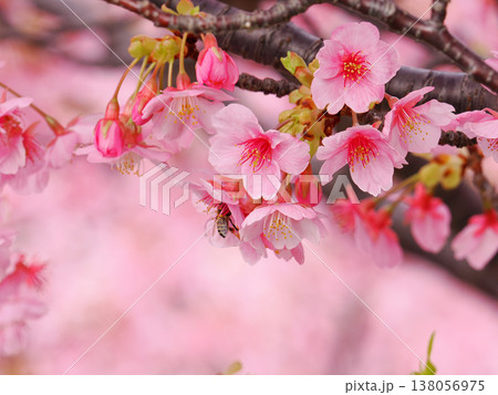 河津桜のある風景 138056975