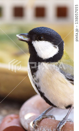 野鳥・シジュウカラ 野鳥・シジュウカラ 138057055