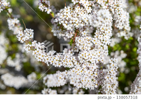 ユキヤナギ フジノピンキー ピンクのユキヤナギ 春の花 春素材 ユキヤナギ フジノピンキー ピンクのユキヤナギ 春の花 春素材 138057318