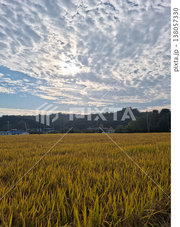 A sky full of flake clouds and a golden field. 138057330