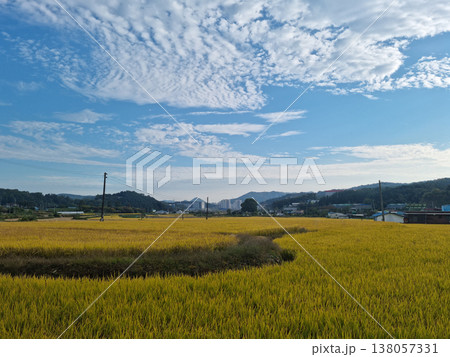 autumn golden rice field. Rural landscape. autumn golden rice field. Rural landscape. 138057331