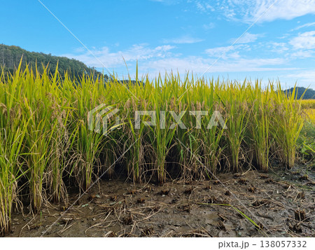 Ripe rice planted in the rice field. Ripe rice planted in the rice field. 138057332