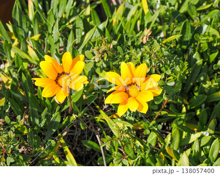 黄色いガザニアの花 138057400