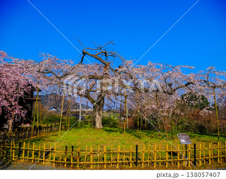 萩市・南明寺のしだれ桜（イトザクラ） 138057407