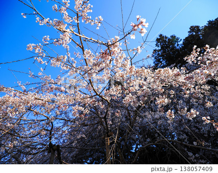 萩市・南明寺のしだれ桜(イトザクラ) 萩市・南明寺のしだれ桜(イトザクラ) 138057409
