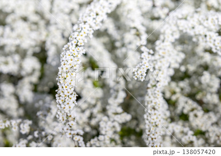 ユキヤナギの花 小さい花 白い花 春の花 138057420
