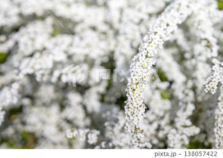 ユキヤナギの花 小さい花 白い花 春の花 ユキヤナギの花 小さい花 白い花 春の花 138057422