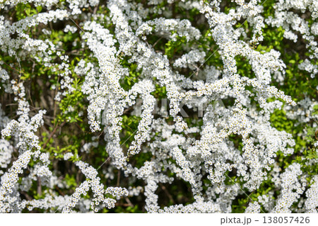 ユキヤナギの花 小さい花 白い花 春の花 ユキヤナギの花 小さい花 白い花 春の花 138057426
