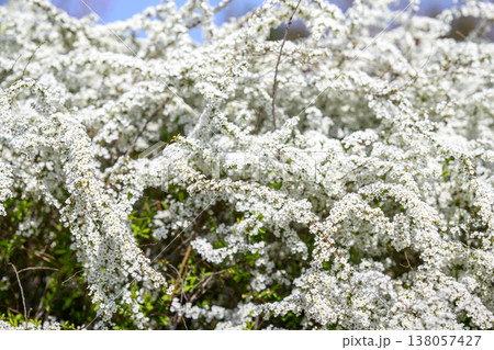 ユキヤナギの花 小さい花 白い花 春の花 ユキヤナギの花 小さい花 白い花 春の花 138057427