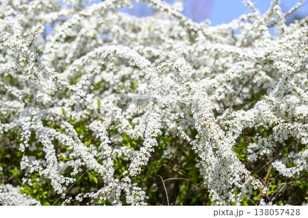 ユキヤナギの花 小さい花 白い花 春の花 ユキヤナギの花 小さい花 白い花 春の花 138057428