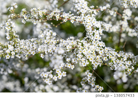 ユキヤナギの花 小さい花 白い花 春の花 ユキヤナギの花 小さい花 白い花 春の花 138057433