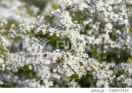ユキヤナギの花 小さい花 白い花 春の花 138057434
