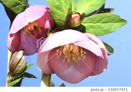 クリスマスローズの花 クリスマスローズの花 138057451