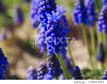 野原に咲くムスカリの花 138057941