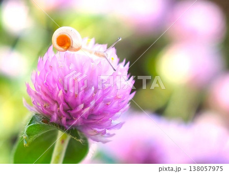 ピンクの花とカタツムリ 138057975