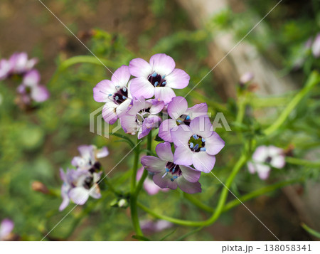 ギリア・トリコロール（サンシキギリア）の花 138058341