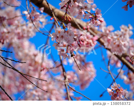 萩市・南明寺のしだれ桜(イトザクラ) 萩市・南明寺のしだれ桜(イトザクラ) 138058372